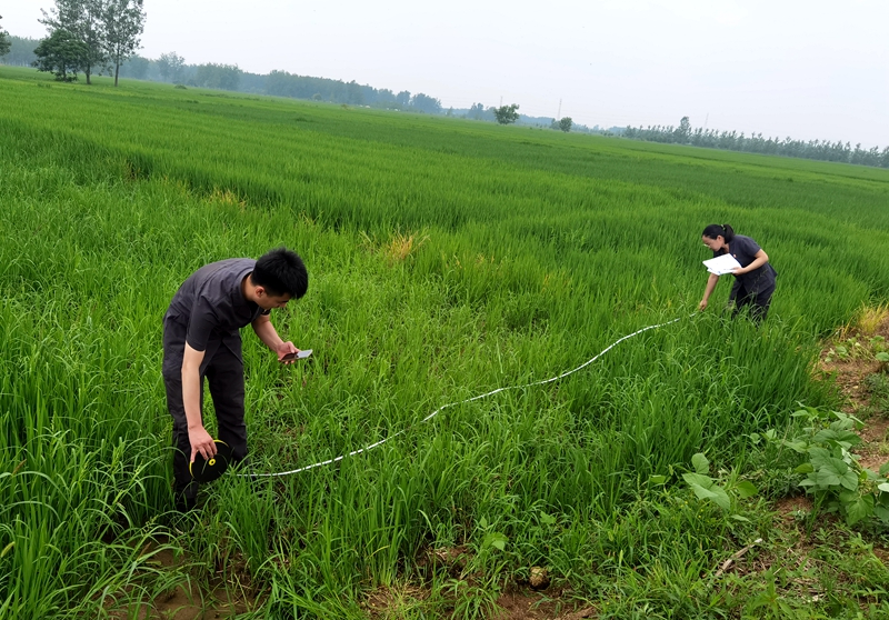 7月27日 新沂法院马陵山法庭田间地头巡回审理土地承包纠纷案，庭审前，法官王雪莲前往争议地块现场调查，组织双方当事人就争议地块的位置分别进行确认、测量记录，便于充分了解争议地块现状以及矛盾纠纷争议点。.jpg